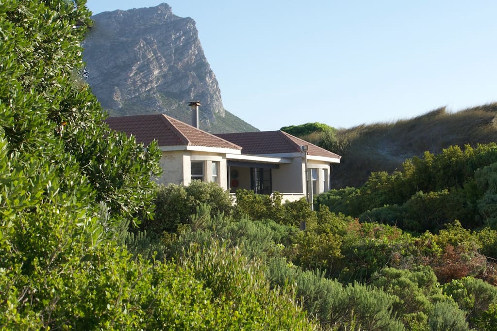 On the beach, in the fynbos dunes