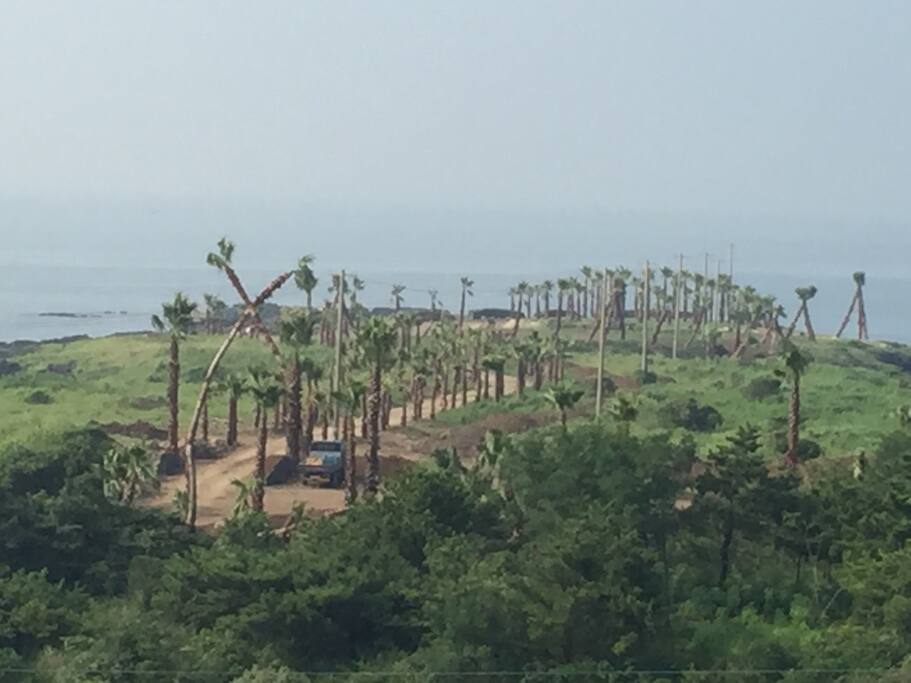 집 앞에 있는 대섬 (대나무 섬, 죽도의 순 한국말... 지금은 대나무는 없고 Palm Tree만...)