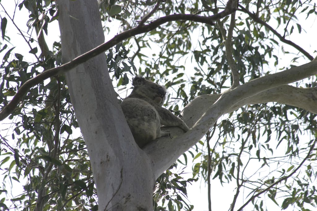 Local koala appears in mating season