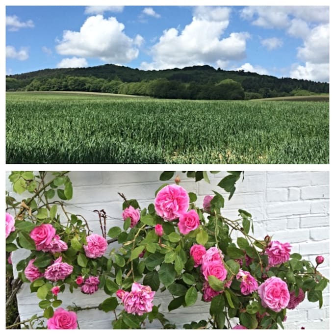 Glorious walks on our door step and sweet scent of Prague Roses