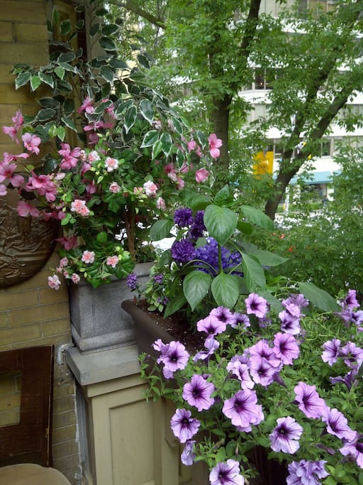 Terrace