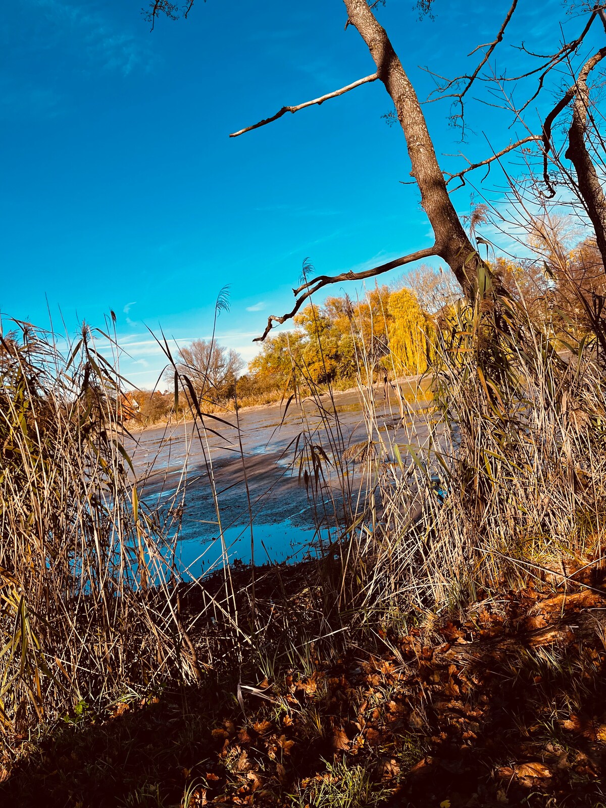 A serene landscape displays a calm body of water surrounded by tall grasses and reeds. Trees with bare branches frame the scene, while autumn leaves scatter the ground. The bright blue sky adds contrast to the rich earthy tones of the setting.