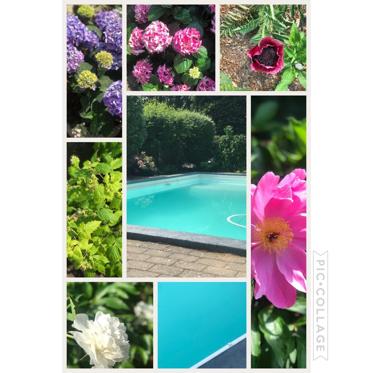 A collage of vibrant garden flowers surrounds a serene pool area. The pool features a light blue surface and is outlined by a grey stone deck. Various plants, including pink peonies and hydrangeas, add lively colors to the tranquil setting.