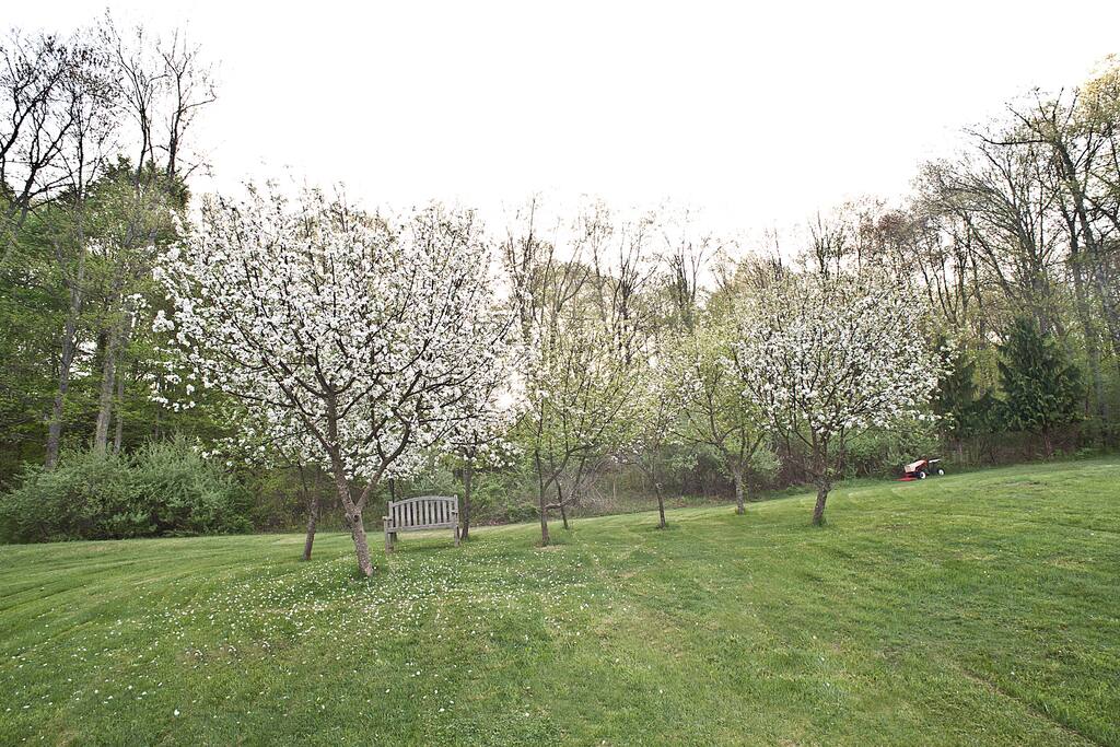 Front garden with apple trees
