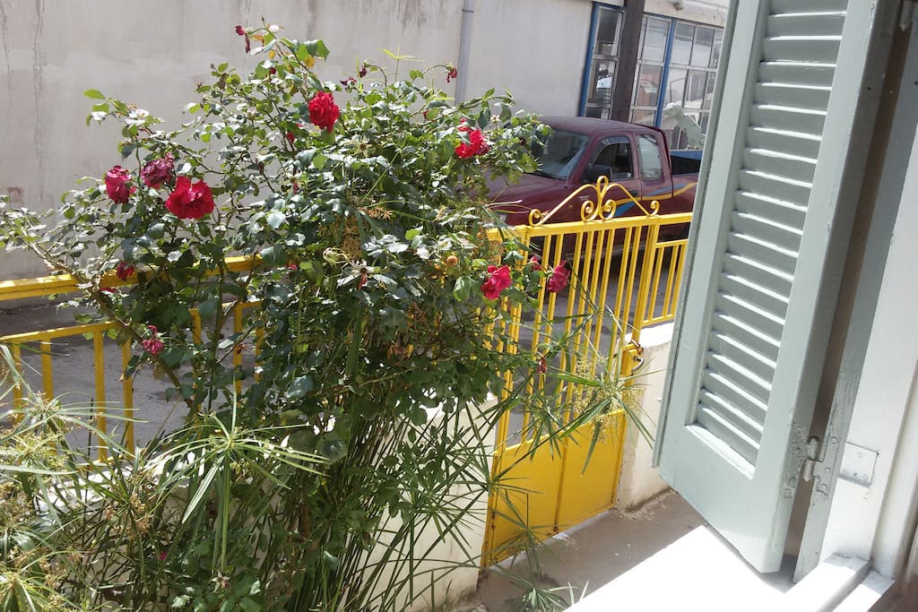 From the window you can see the wonderful roses