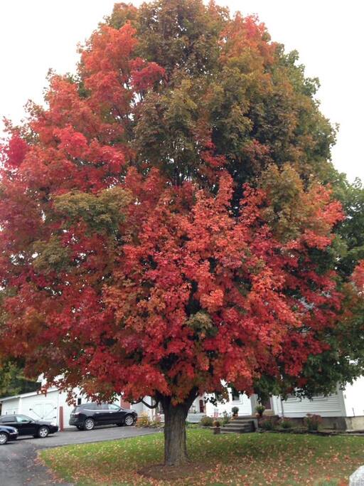 Gorgeous maple trees on the property!!