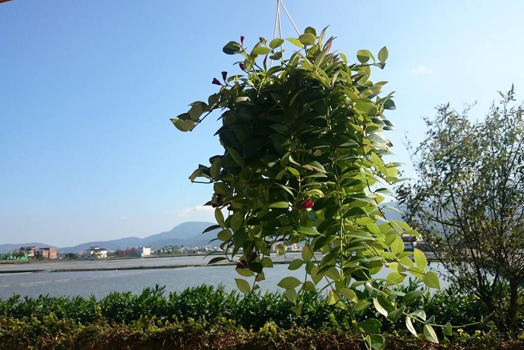 遠兆中央山脈