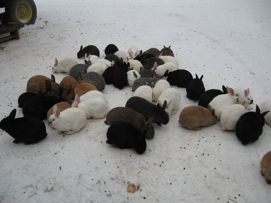 Bunnies