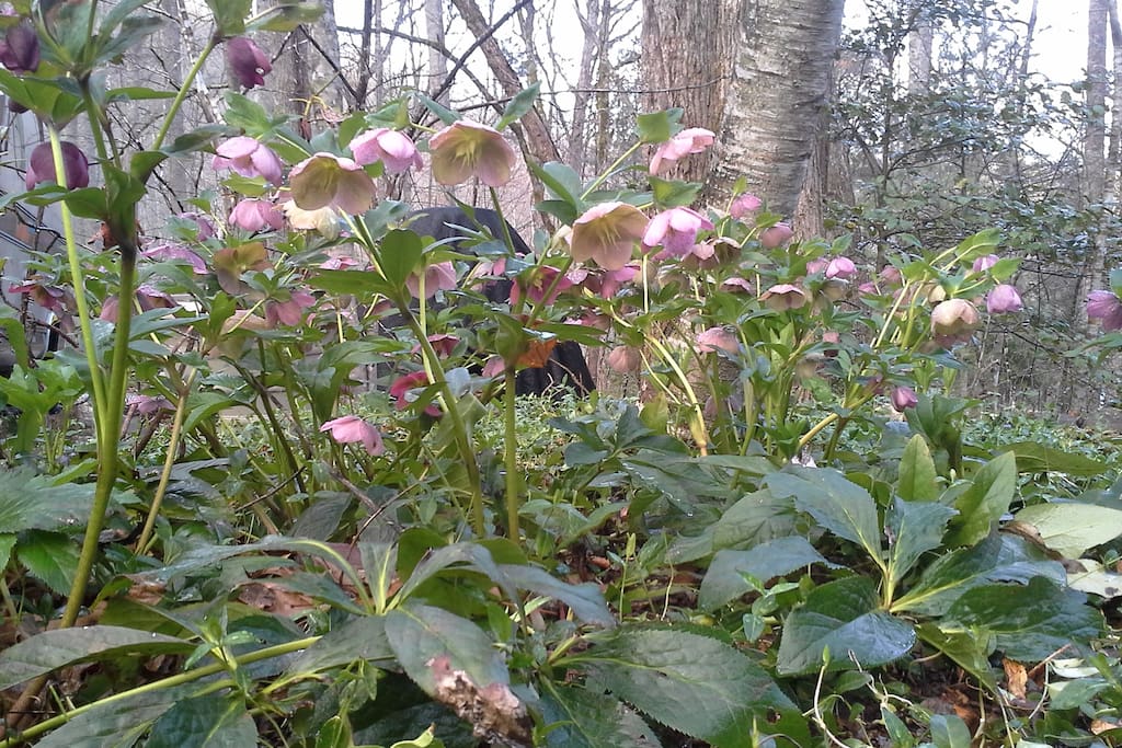 lenten rose
helleborus