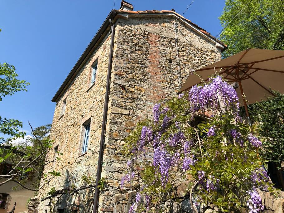 La fioritura del glicine