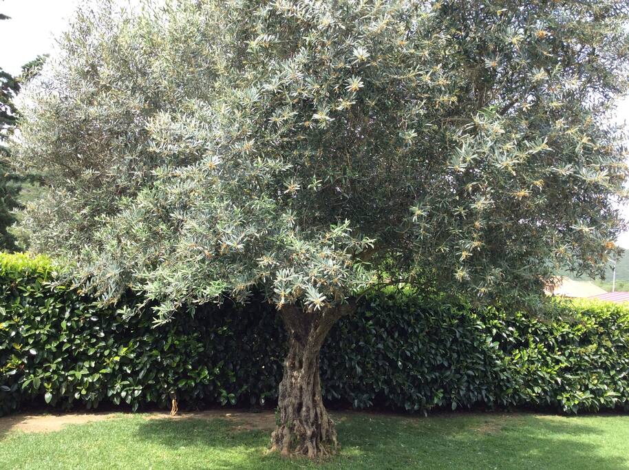 Jardin