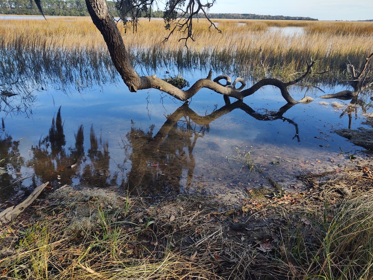 A serene water scene features calm waters reflecting a gnarled tree branch above. Tall grasses line the shore, creating a natural boundary around the water. The background reveals a distant view of more greenery, contributing to a tranquil atmosphere.