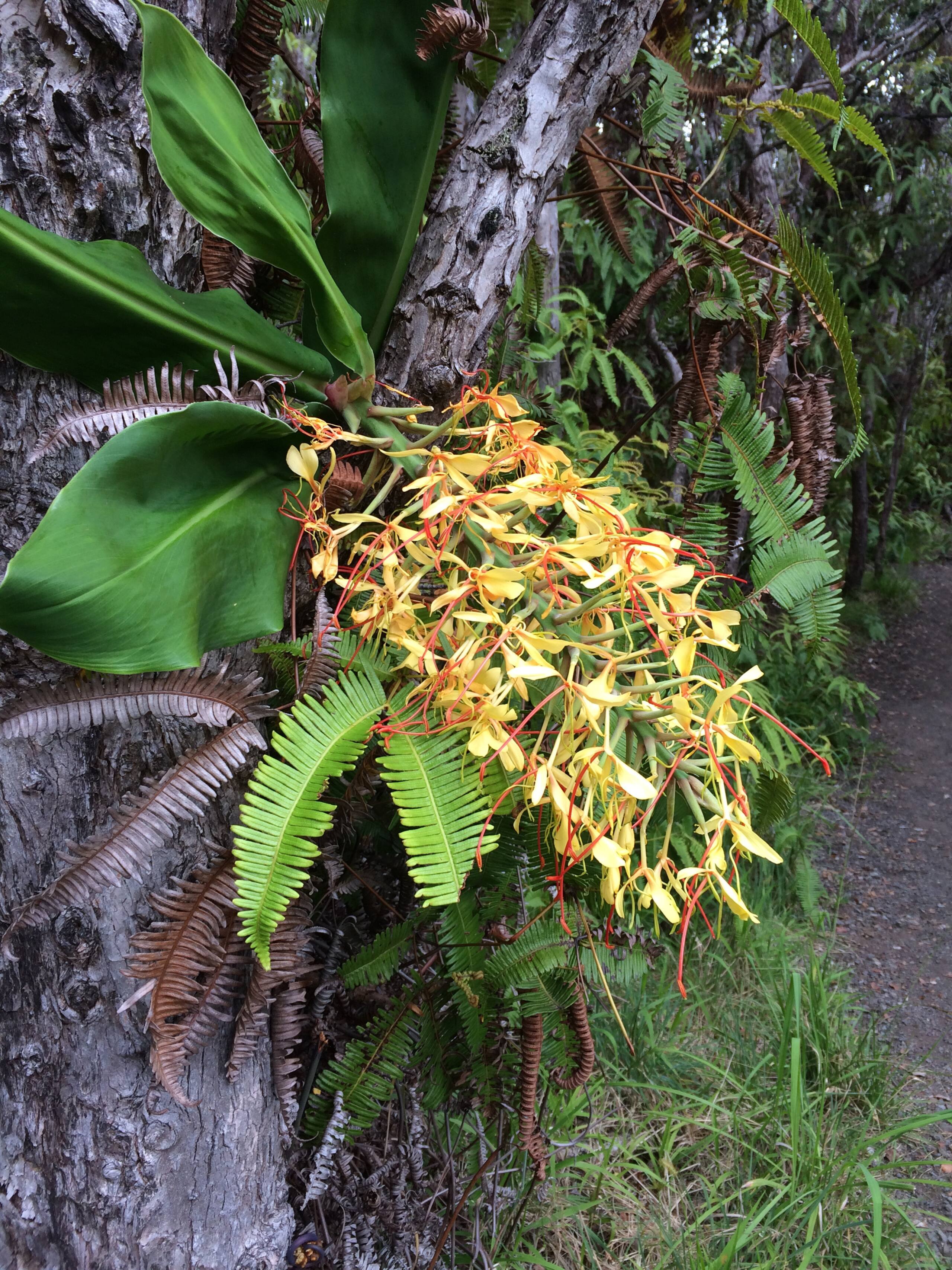 Explorer's Bungalow - Explore Volcanoes NP! - Photo 56