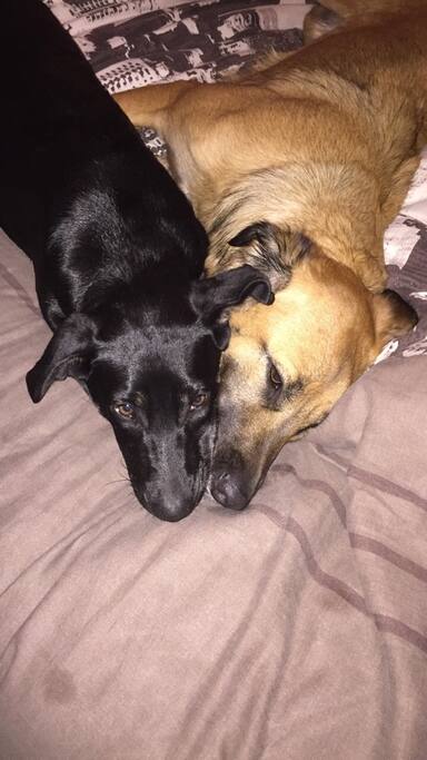 Mey et Laika