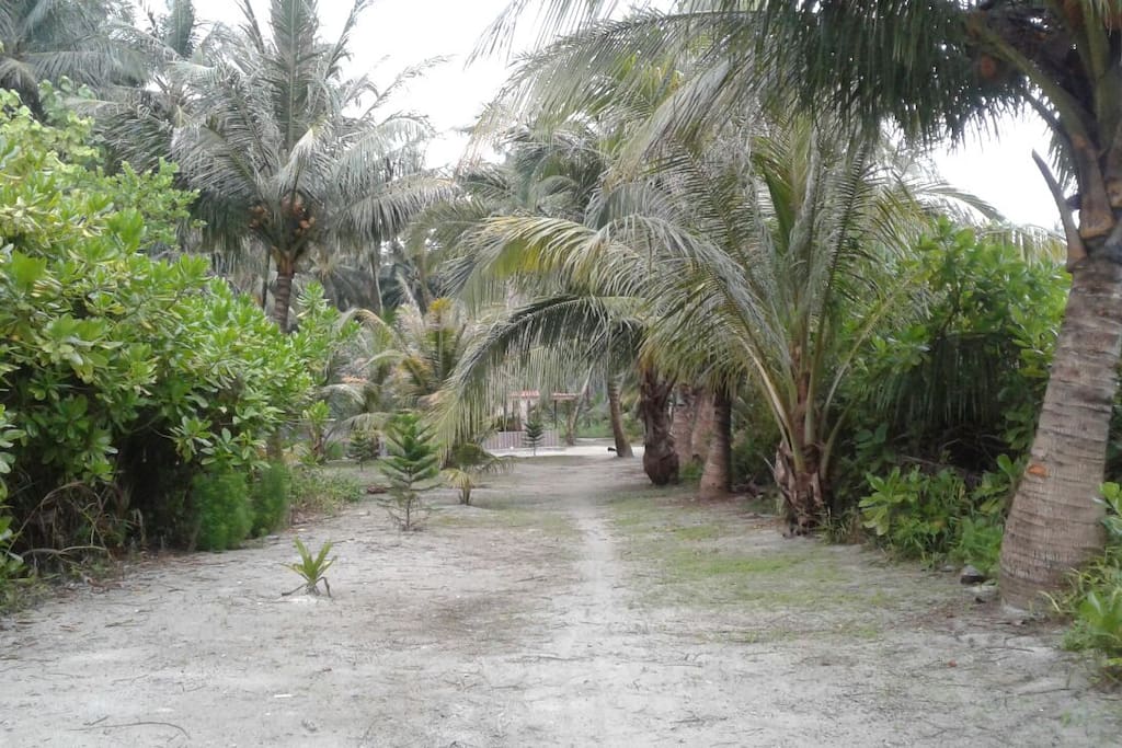 coconut farm where the property is