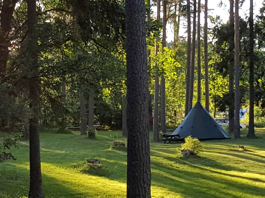 Inbetween the pines by the ocean