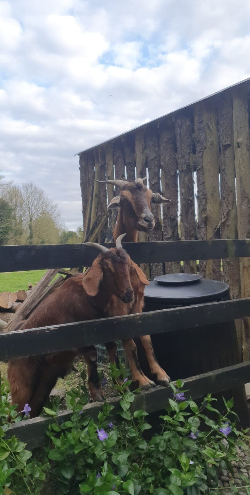 Two brown goats are seen interacting with a wooden fence, with their heads stretched over the top. A dark container is positioned to the side, and greenery with purple flowers is visible in the foreground. The background features a rural landscape with trees.