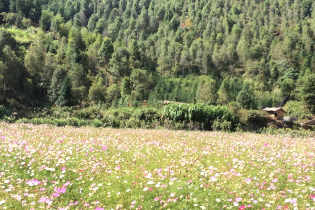 山里的格桑花