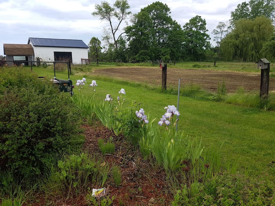 Barn and vegetable garden