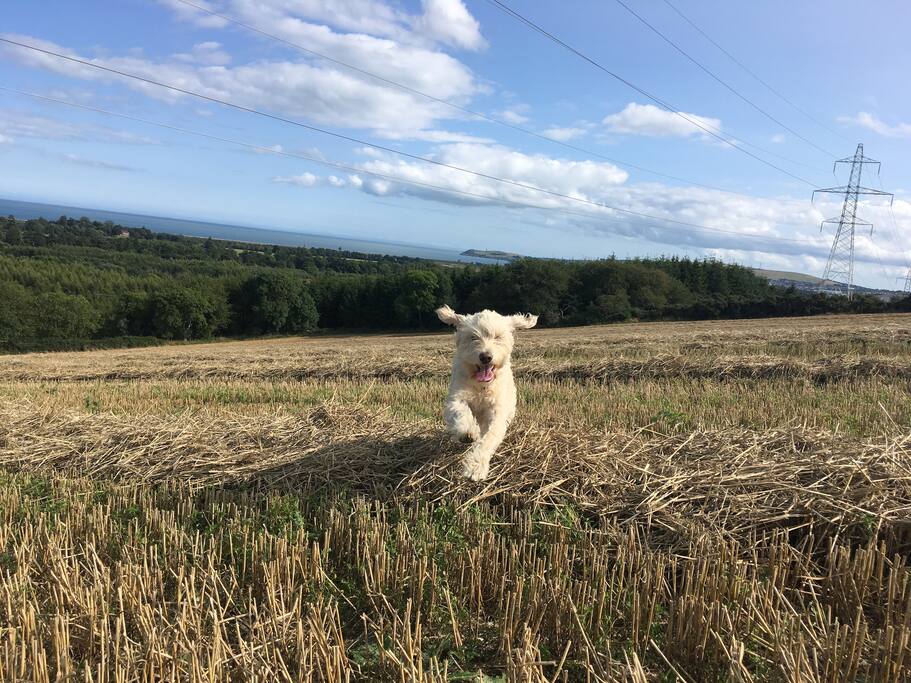 Flynn, our crazy friendly dog!