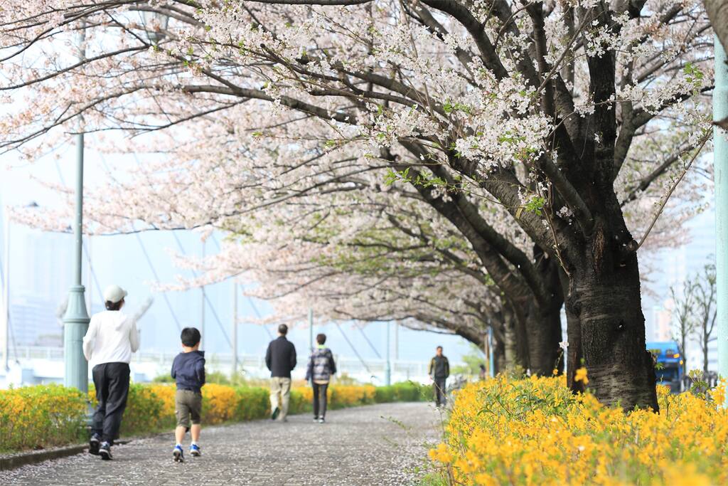 Sumida river near property in spring