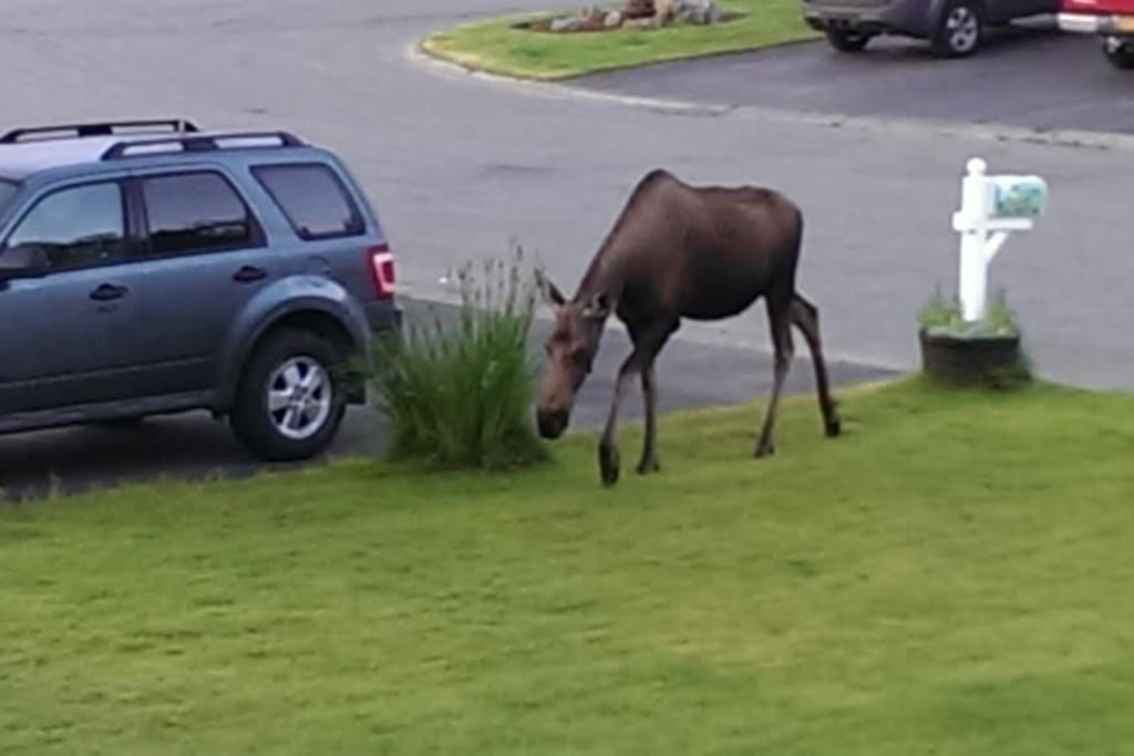 A beautiful visitor in the front yard