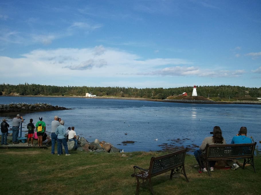 Seals and gulls in the bay, view from our home.