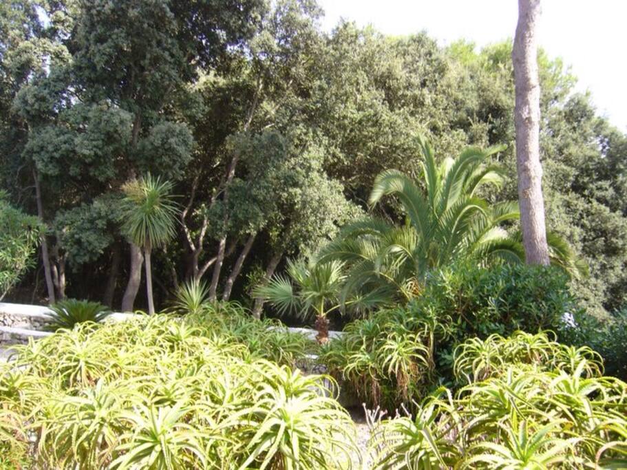 The garden