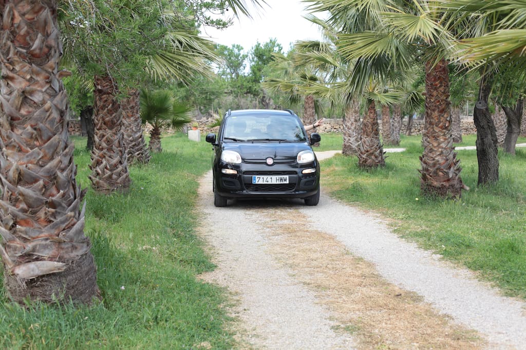 Die Palmenallee führt direkt zum Parkplatz.