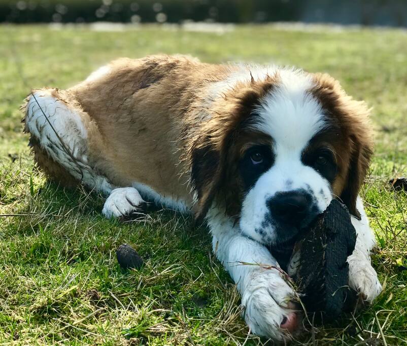 Morpheus, Saint Bernard greeter. born Sep 23, 2017.