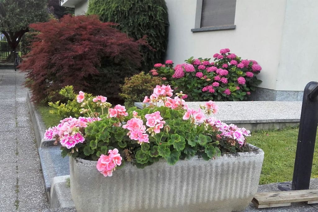 Il nostro giardino fiorito