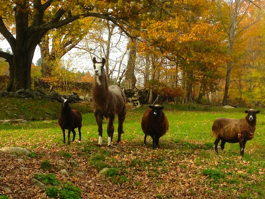 Welcome to Taft Hill Farm!