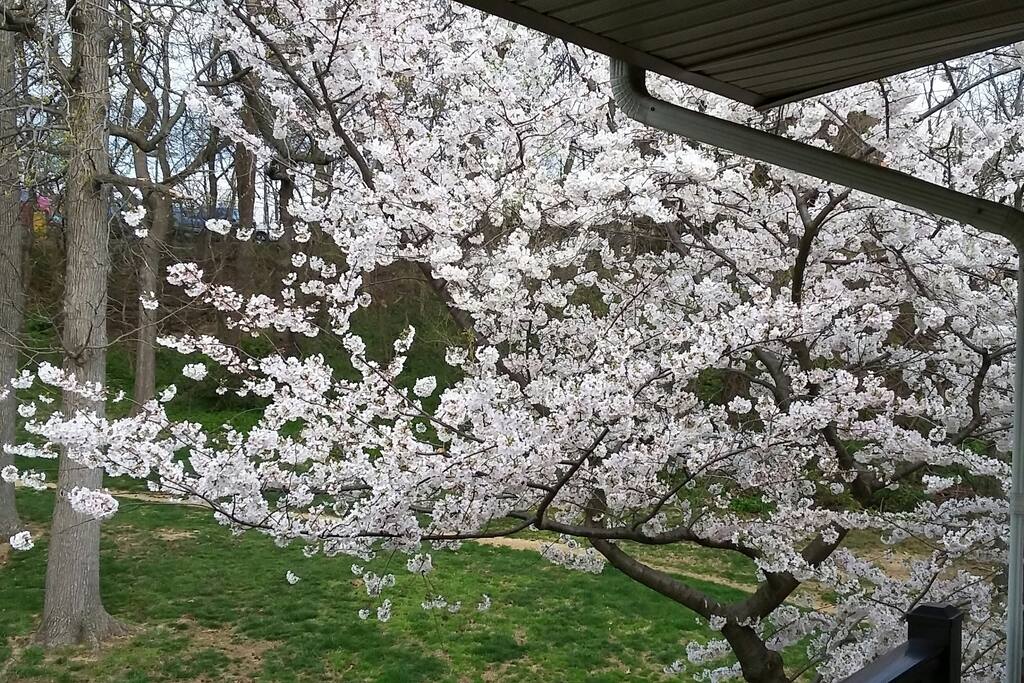 Cherry Blossoms and Park Path from Balcony