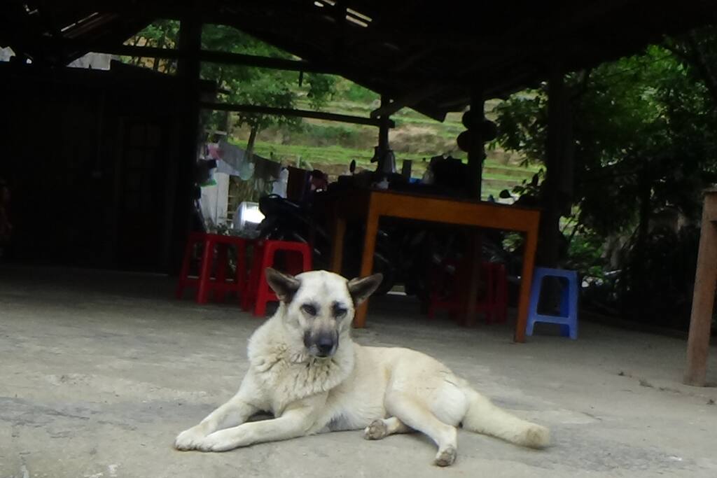 Back Dog