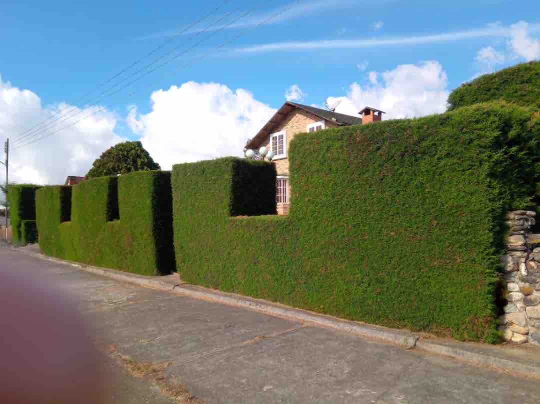 Tall, neatly trimmed hedges create a boundary along a paved pathway, providing privacy to the property behind. A wooden house with multiple windows and a sloped roof is partially visible behind the hedges, with blue sky and clouds in the background.