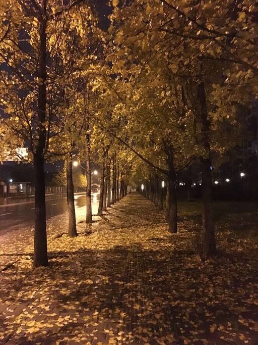 十一十二月来重庆旅游的亲可以欣赏我家楼下的银杏树,非常漂亮~