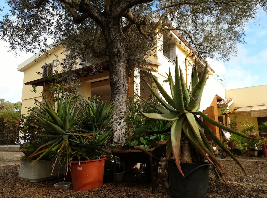 Giardino del B&B Rio Barca