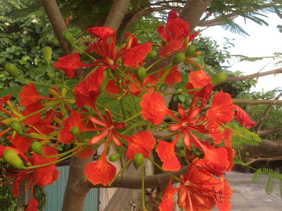 Flambouyane trees in bloom June - August