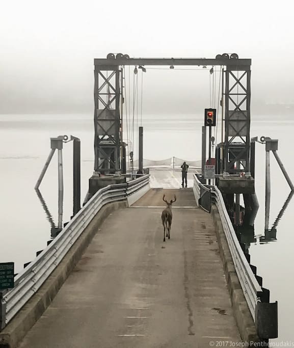 Welcome to the Herron Island ferry. You're about to visit a VERY special place.