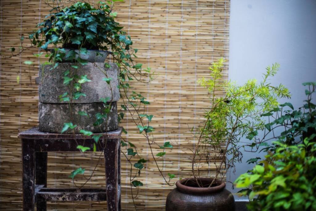 绿植一直是我们的大爱!