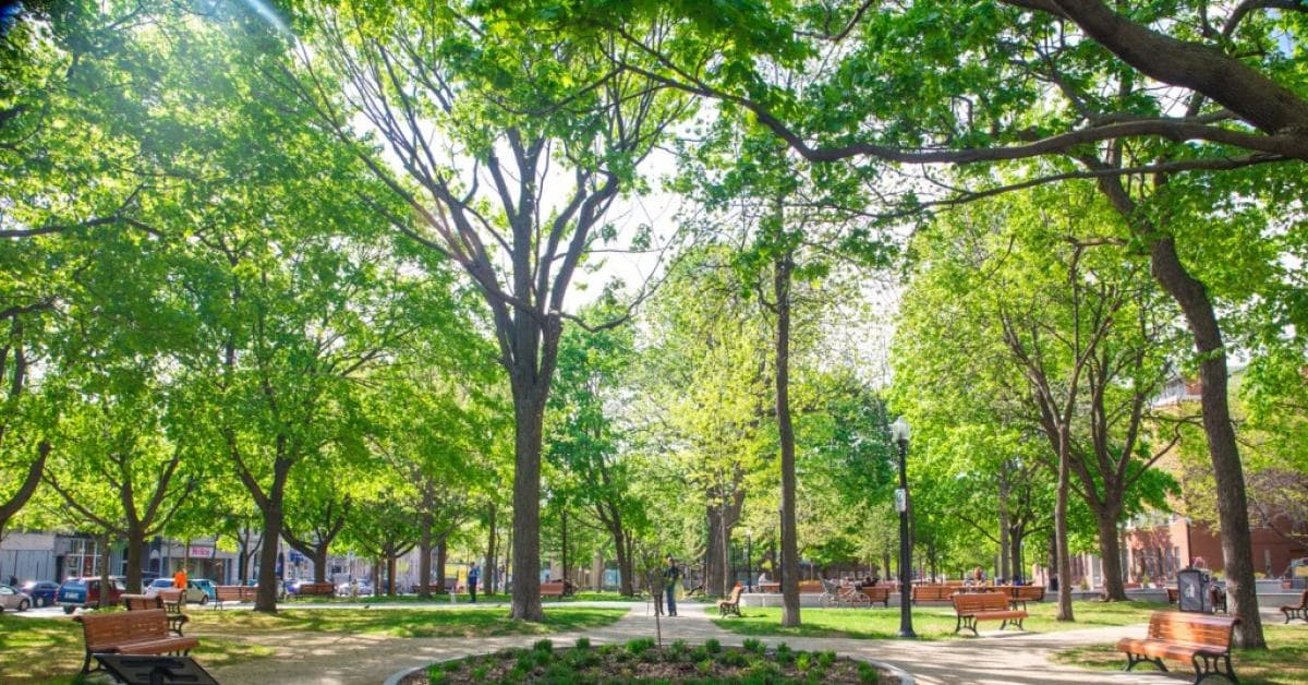 A green park space is captured, featuring a variety of trees with vibrant foliage. Wooden benches are situated along winding paths, creating areas for relaxation. Sunlight filters through the leaves, casting soft shadows on the ground, enhancing the natural ambiance of the park.