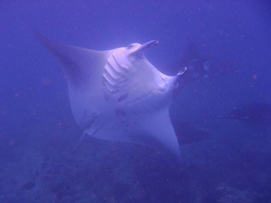 Manta