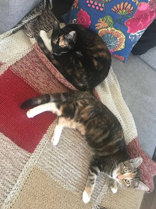 Cats (Preben og Bo)