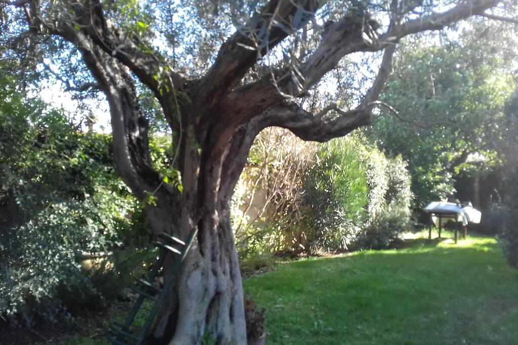 my garden