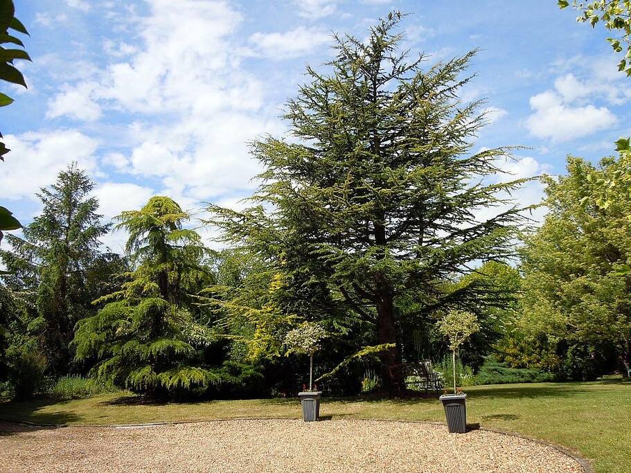 Part of garden