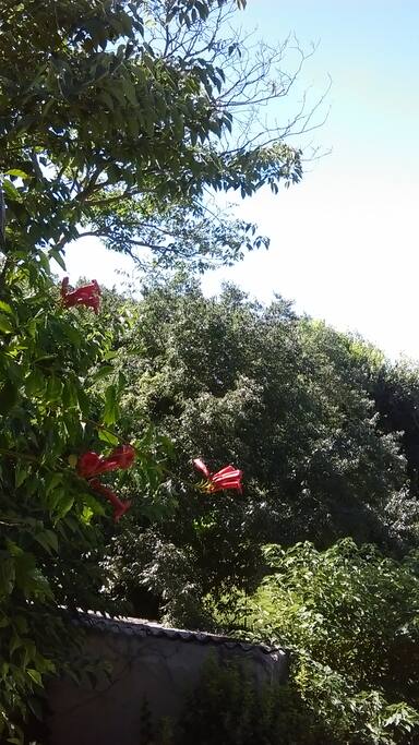 La vue sur le jardin.