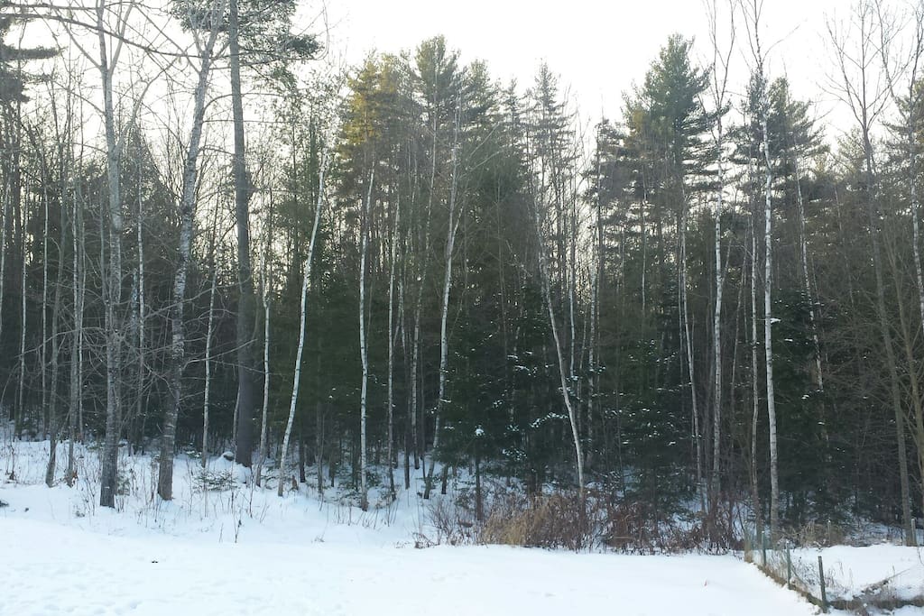 Winter