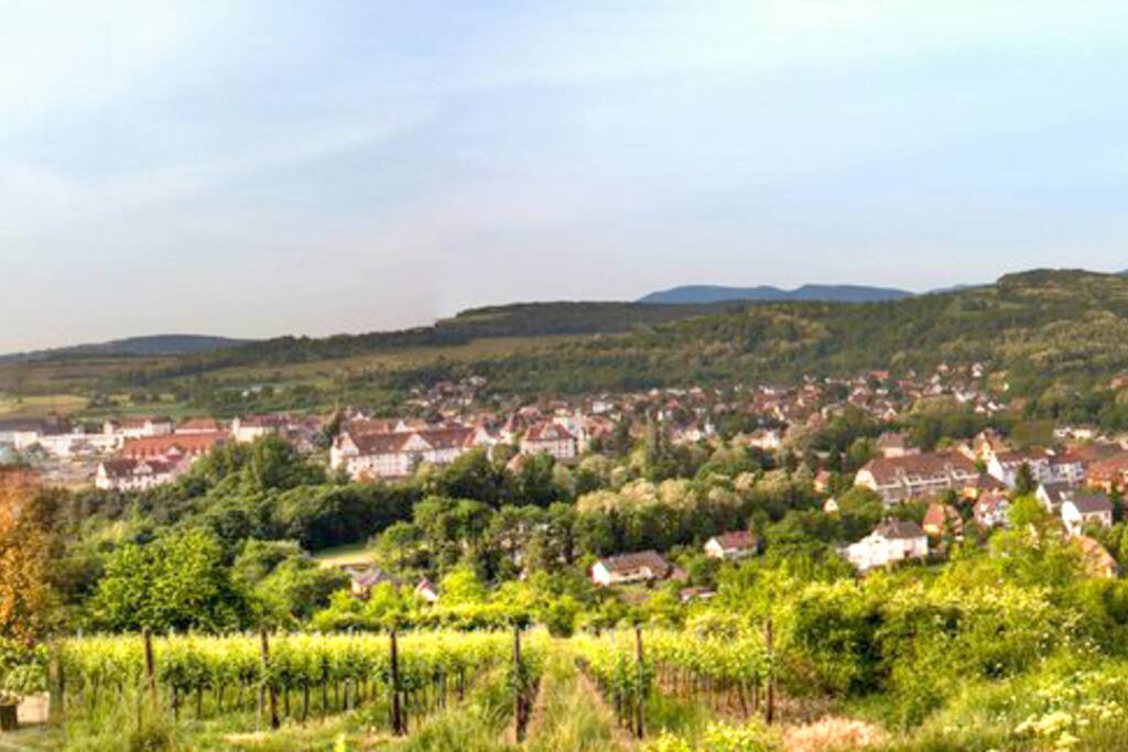 Ville de Mutzig
Vignoble
Route des vins d'Alsace
Vosges
