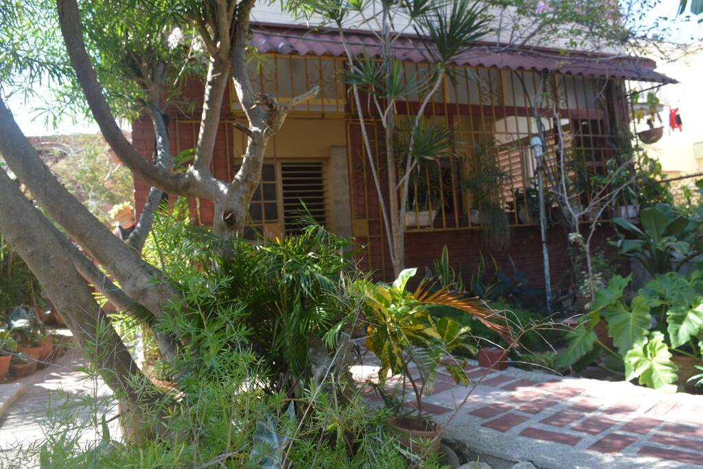 Garden full of light, fresh air and native plants.