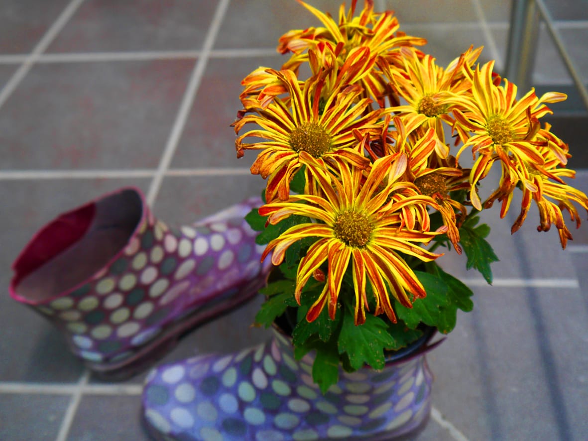 A pair of colorful polka-dotted rubber boots are positioned on a tiled floor, with vibrant orange and yellow flowers arranged inside. The blooms feature long, slender petals, adding a cheerful contrast to the setting.